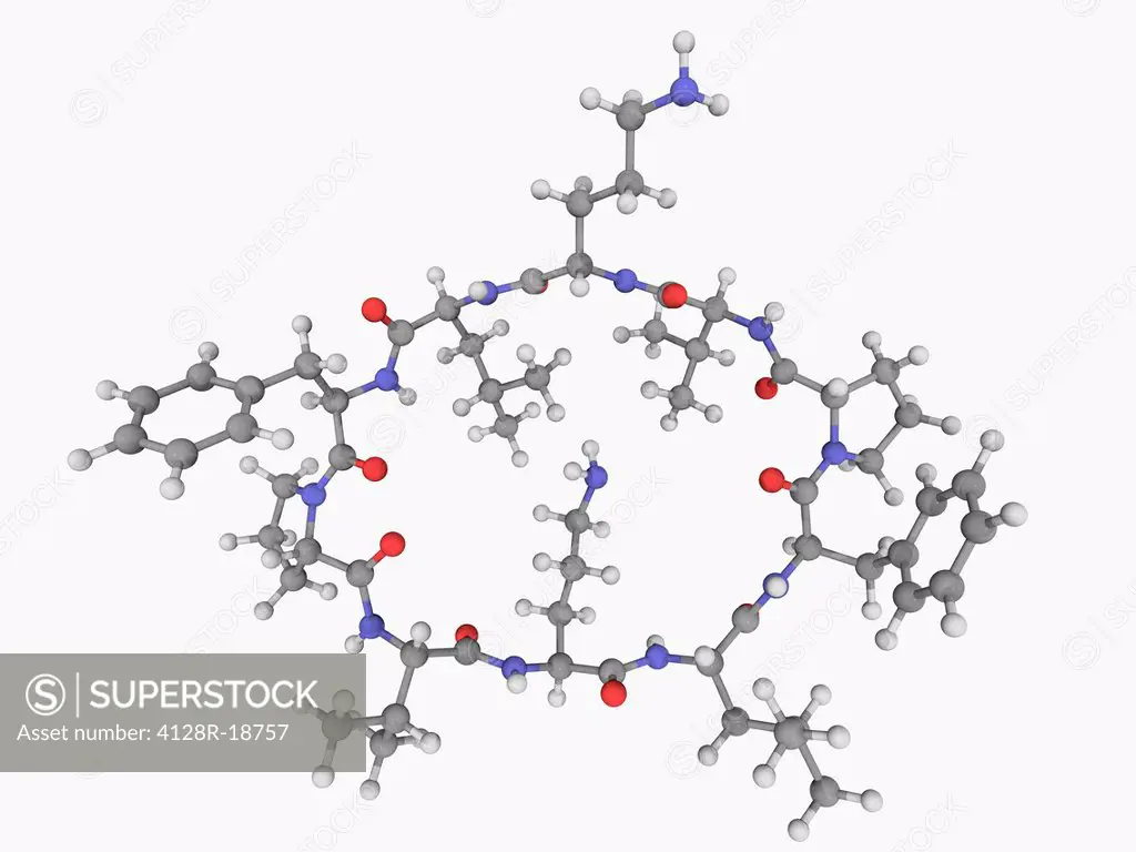 Gramicidin S, molecular model. Antibiotic effective against Gram positive and Gram negative bacteria. Atoms are represented as spheres and are colour_...