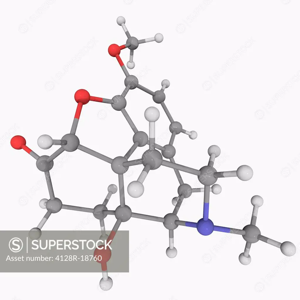 Oxycodone, molecular model. Opioid analgesic drug used to treat moderate to severe pain. Atoms are represented as spheres and are colour_coded: carbon...