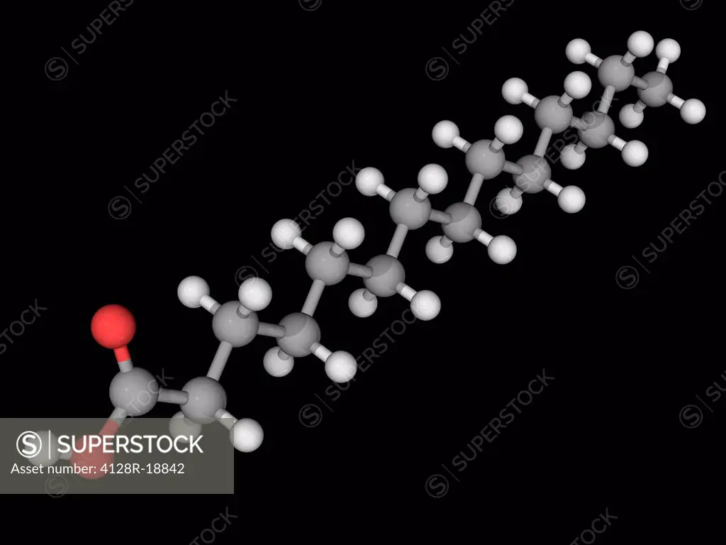 Myristic acid tetradecanoic acid, molecular model. Common saturated fatty acid found in nutmeg, palm kernel oil, coconut oil, and butter fat. Atoms ar...
