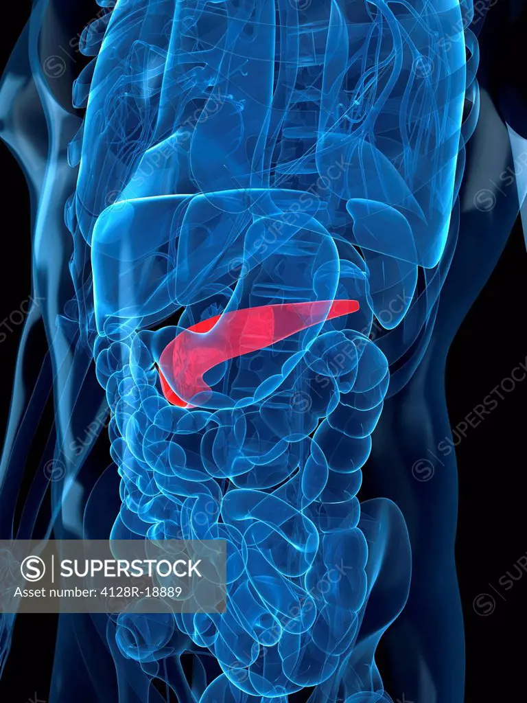 Healthy pancreas, computer artwork.