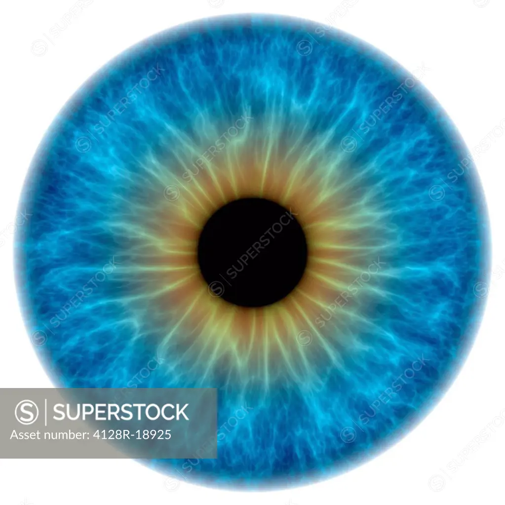 Blue eye. Computer artwork of a close_up of the iris and pupil of an eye. The iris, a coloured muscular ring, regulates the amount of light that enter...