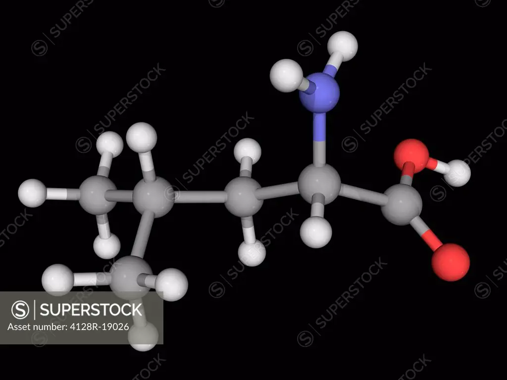 Leucine, molecular model. Essential alpha_amino acid contained in eggs, soy protein, seaweed, turkey, chicken, lamb, cheese, and fish. Atoms are repre...
