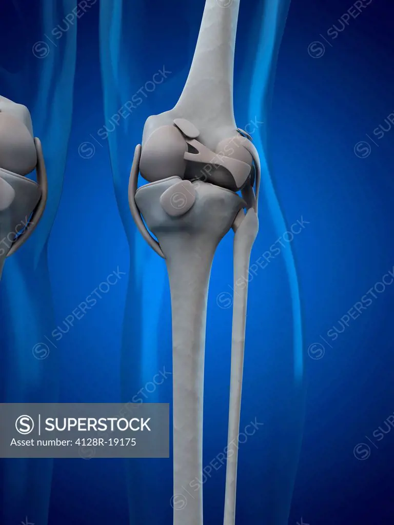 Knee anatomy, computer artwork.