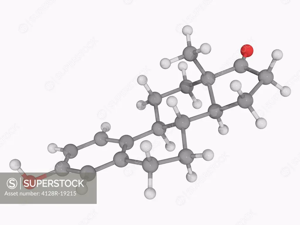Estrone, molecular model. Sex hormone, one of the three main estrogens produced by the human body estradiol, estriol and estrone. Atoms are represente...