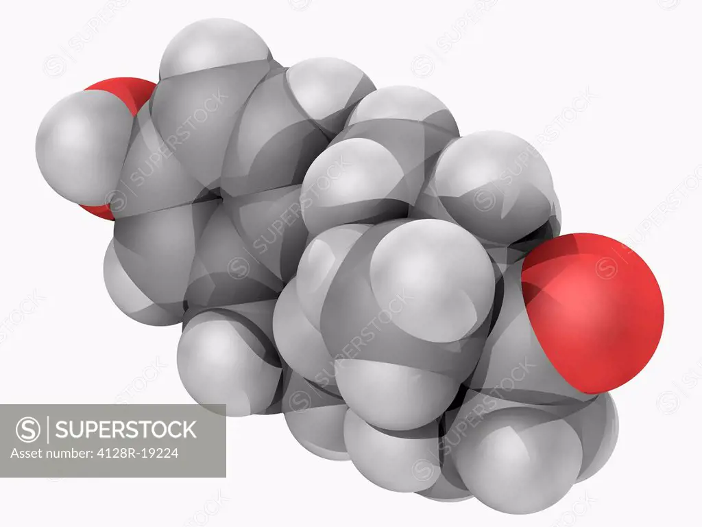 Estrone, molecular model. Sex hormone, one of the three main estrogens produced by the human body estradiol, estriol and estrone. Atoms are represente...