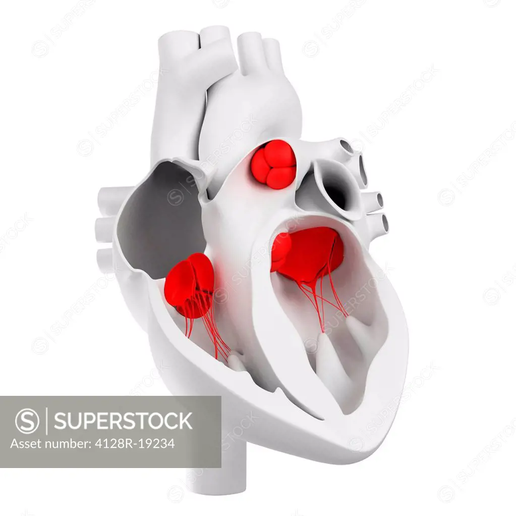 Heart valves, computer artwork.
