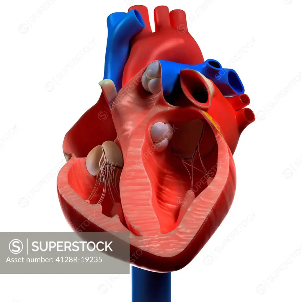 Heart anatomy, computer artwork.