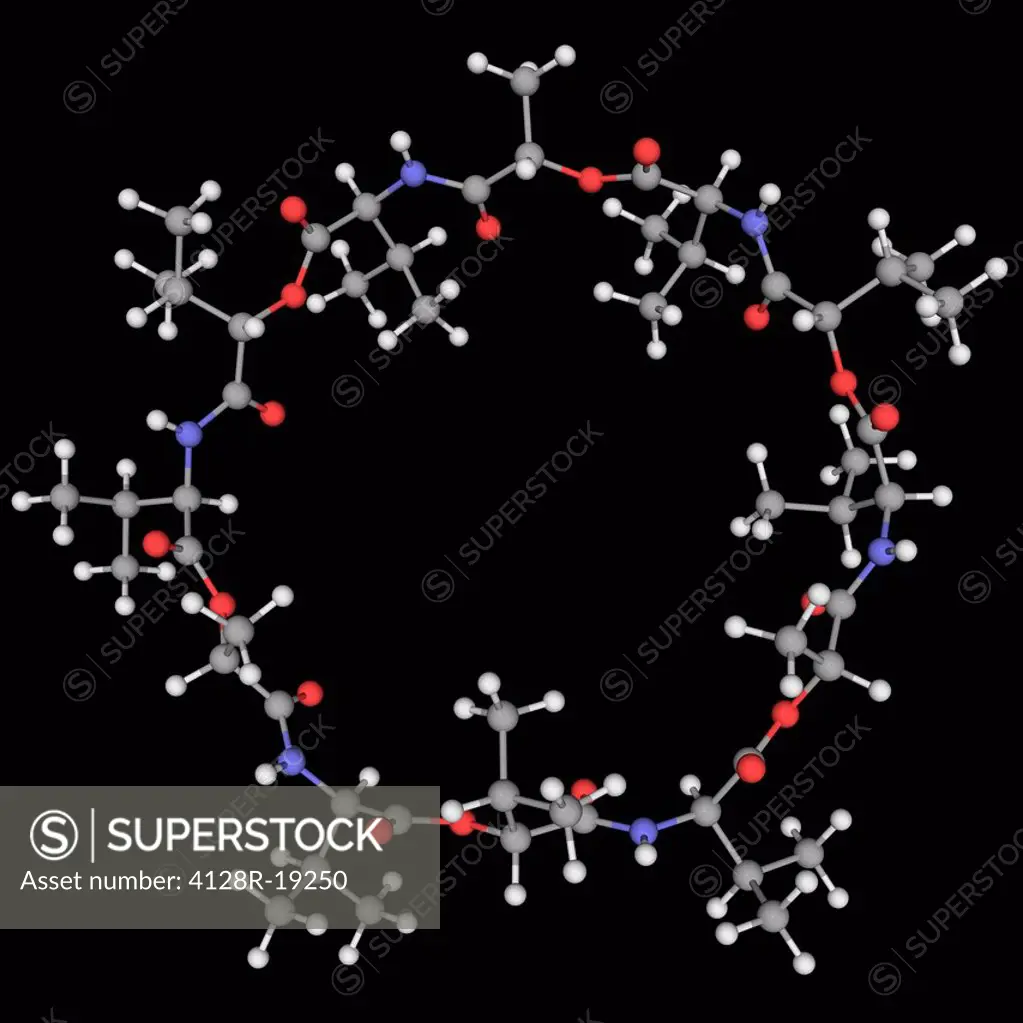Valinomycin, molecular model. antibiotic Dodecadepsipeptide macromolecule obtained from the cells of several Streptomyces strains. Atoms are represent...