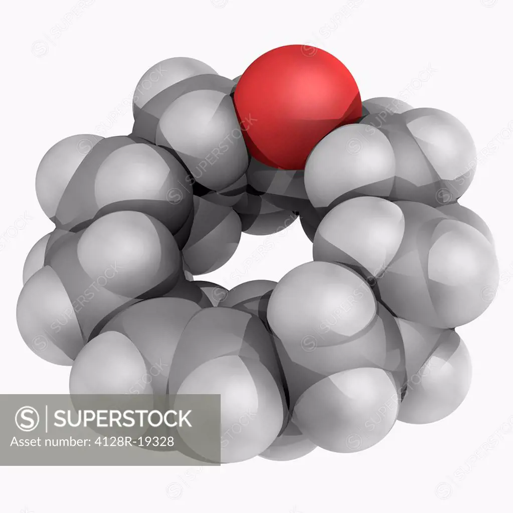 Civetone, molecular model. Pheromone sourced from the African civet, one of the oldest perfume ingredients. Atoms are represented as spheres and are c...