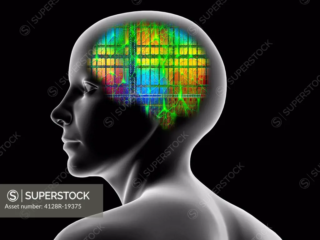 Conceptual computer artwork of a female head that could be used to depict memory, nerve cells or artificial intelligence.