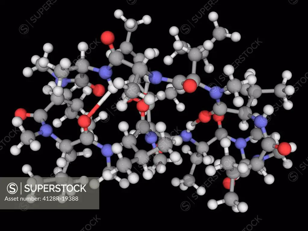 Ciclosporin, molecular model. Immunosuppressant drug used in organ transplantation. Atoms are represented as spheres and are colour_coded: carbon grey...