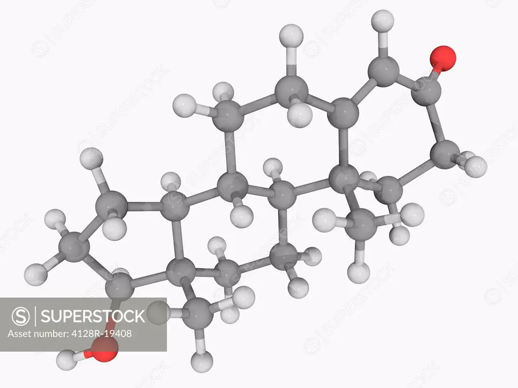 Testosterone, molecular model. Steroid hormone found in most vertebrates. It plays a key role in the development of male reproductive tissues such as ...