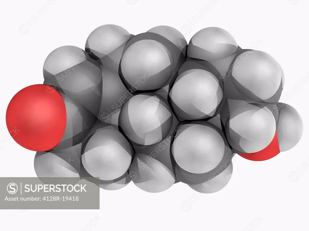 Testosterone, molecular model. Steroid hormone found in most vertebrates. It plays a key role in the development of male reproductive tissues such as ...