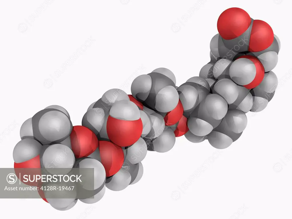 Digoxin, molecular model. Cardiac glycoside extracted from the foxglove plant Digitalis lanata. Drug widely used in the treatment of various heart con...
