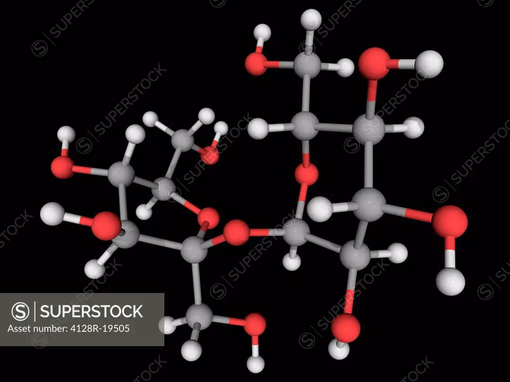 Sucrose, molecular model. Organic compound commonly called table sugar. Atoms are represented as spheres and are colour_coded: carbon grey, hydrogen w...