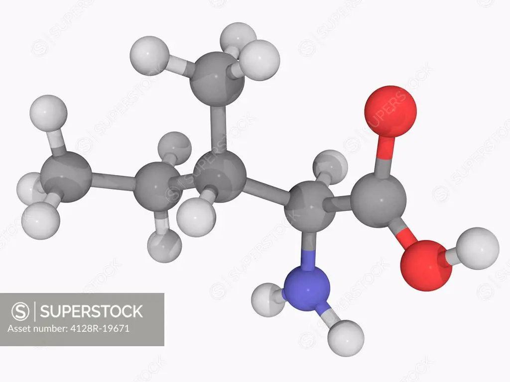 Isoleucine, molecular model. Essential alpha_amino acid contained in eggs, soy protein, seaweed, turkey, chicken, lamb, cheese, and fish. Atoms are re...