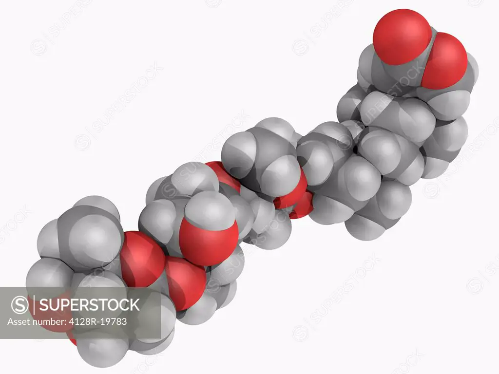 Digitoxin, molecular model. Cardiac glycoside with toxic effects. Atoms are represented as spheres and are colour_coded: carbon grey, hydrogen white a...