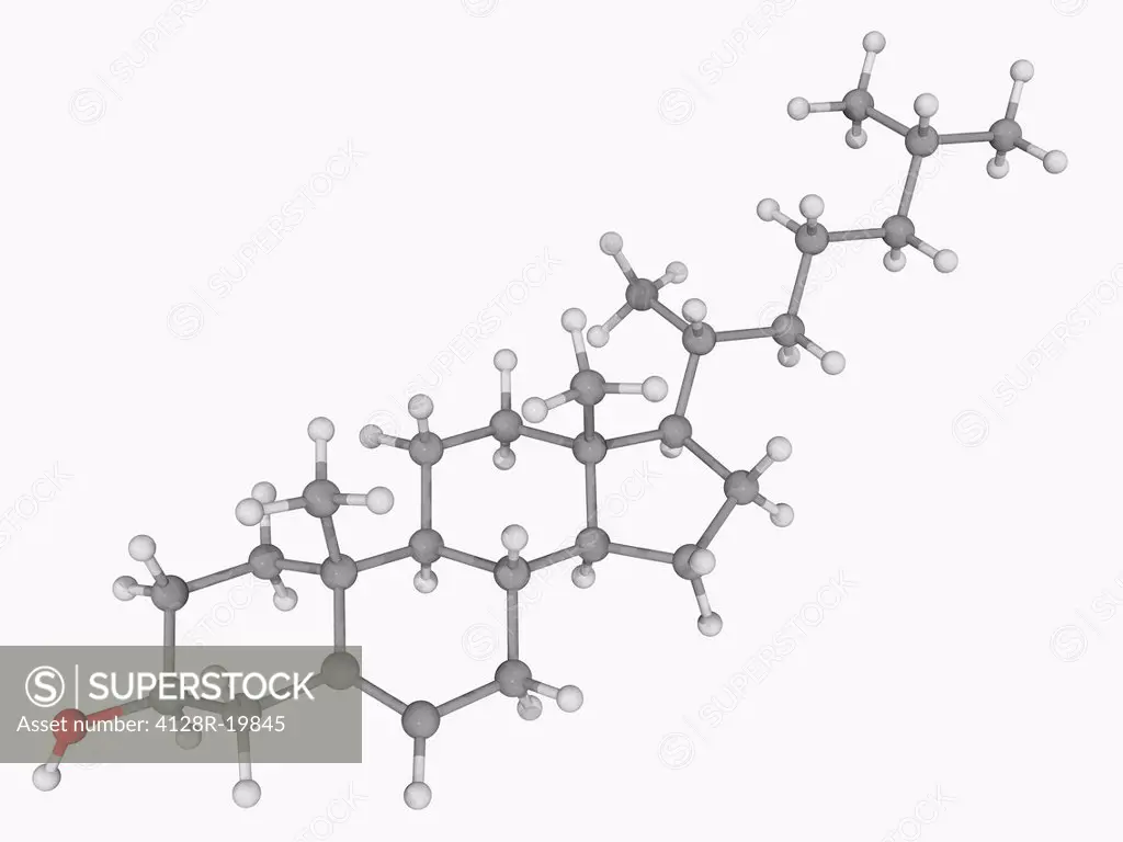 Cholesterol, molecular model. Waxy steroid of fat, essential component of mammalian cell membranes. Atoms are represented as spheres and are colour_co...