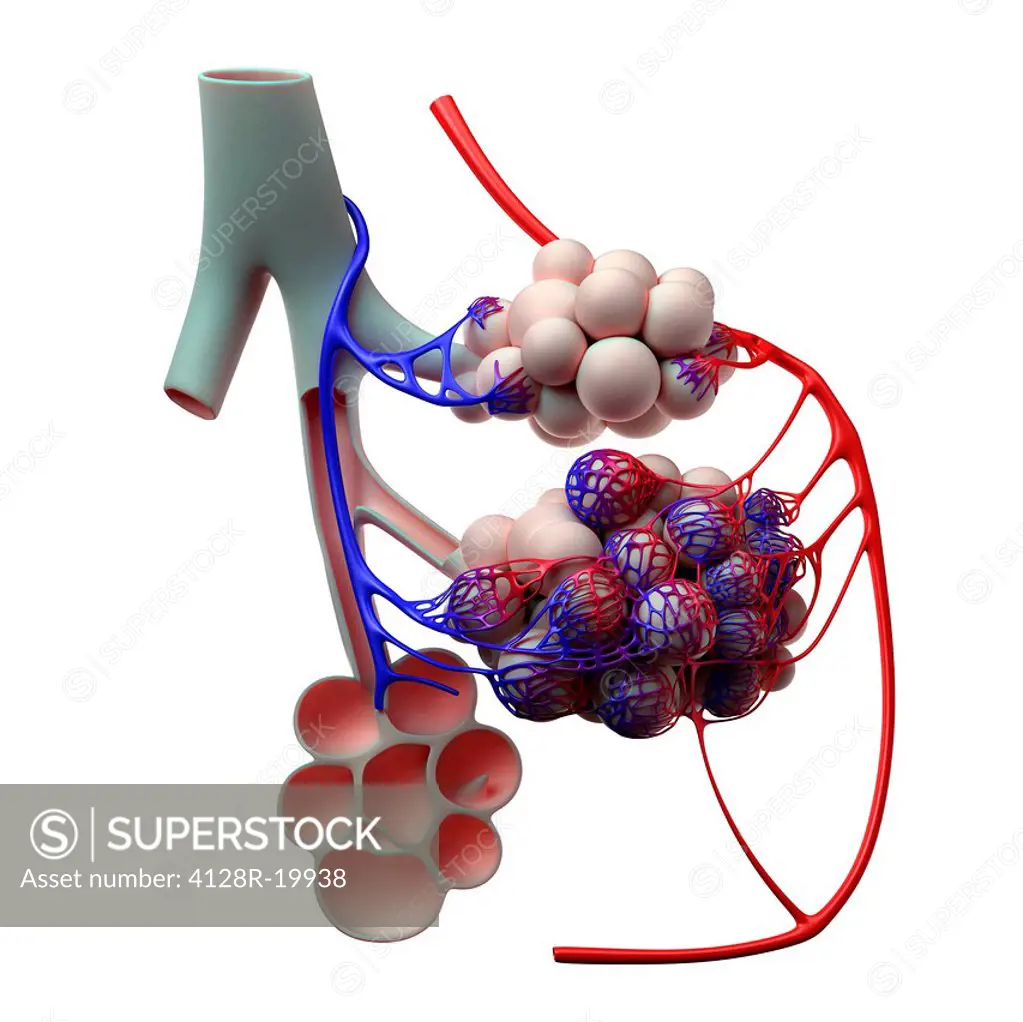 Human alveoli, computer artwork.