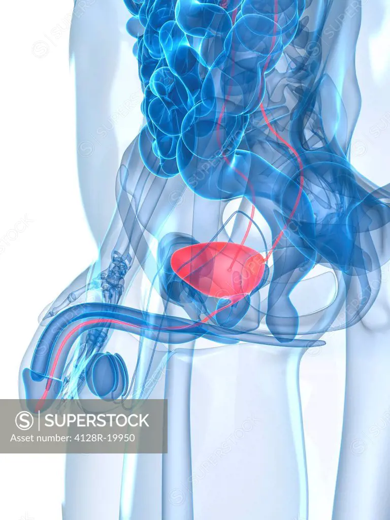 Healthy prostate gland, computer artwork.