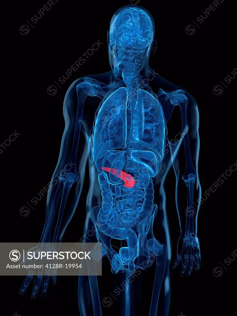 Healthy pancreas, computer artwork.