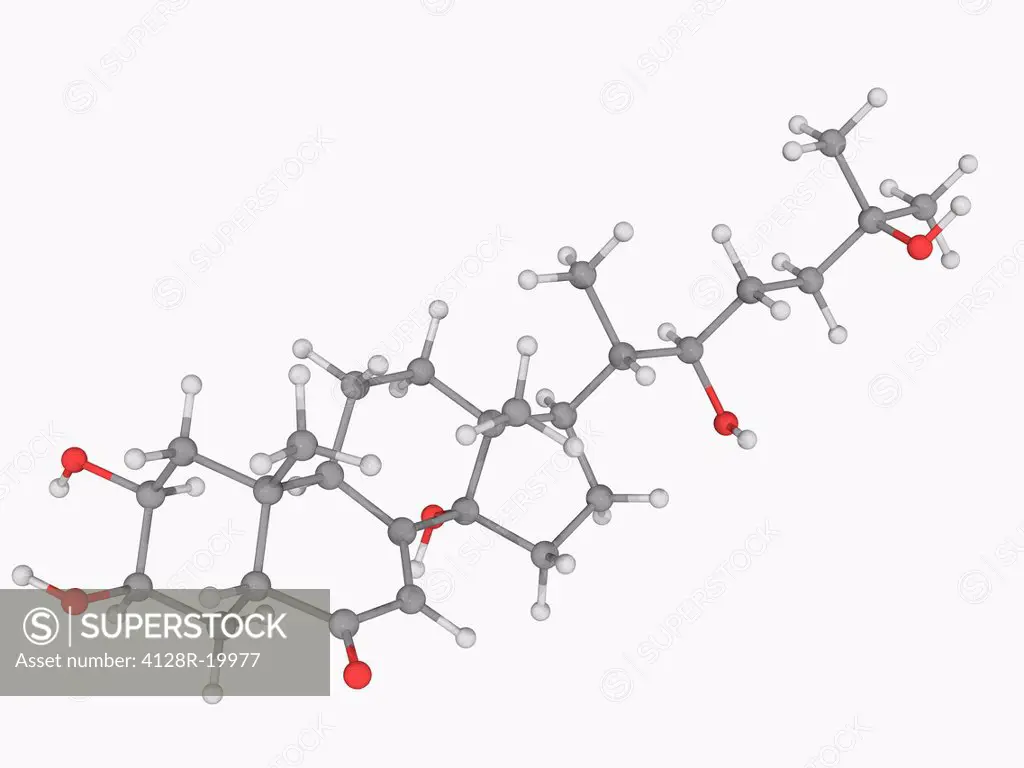 Ecdysone, molecular model. Steroidal prohormone of the major insect moulting hormone ecdysterone 20_hydroxyecdysone. Atoms are represented as spheres ...