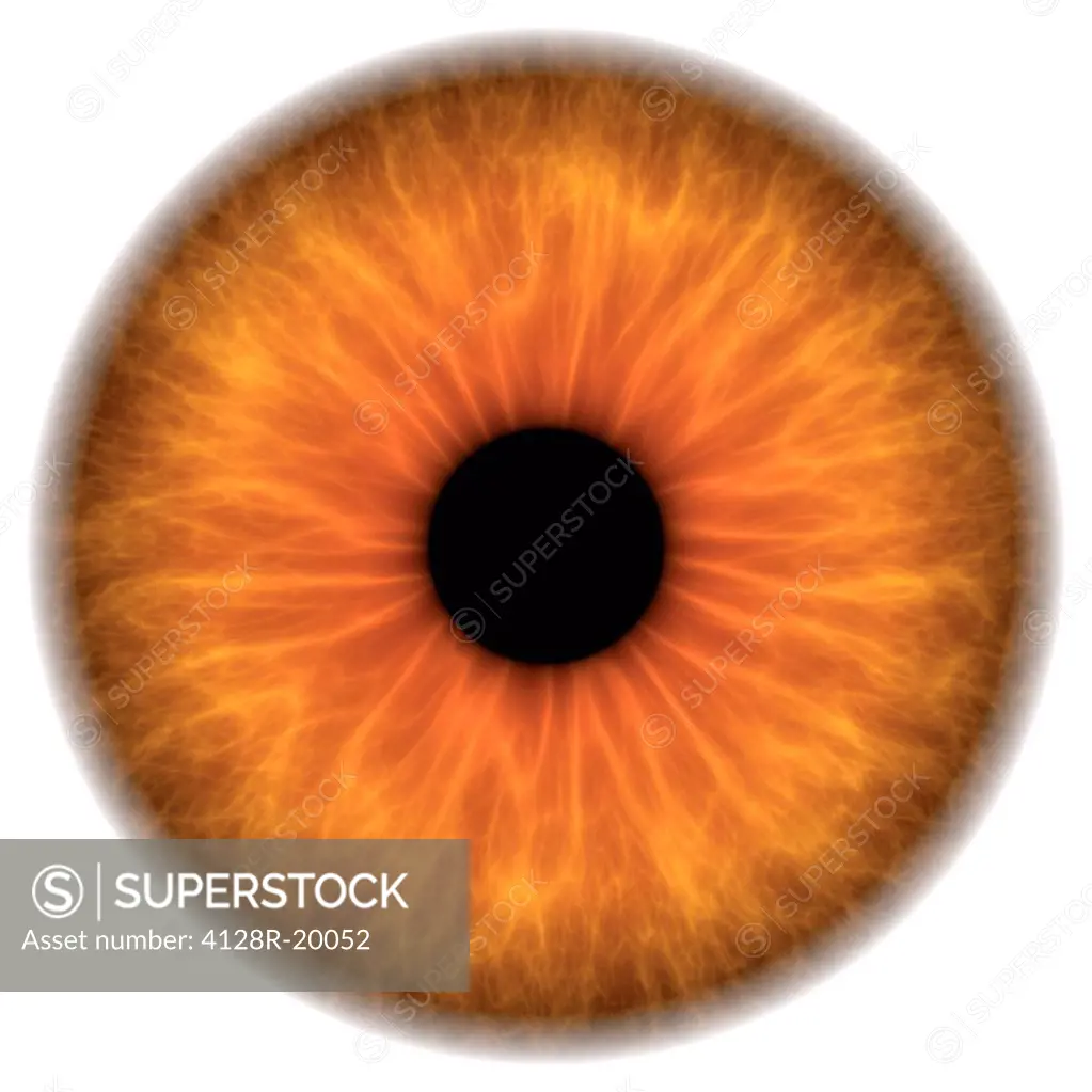Brown eye. Computer artwork of a close_up of the iris and pupil of an eye. The iris, a coloured muscular ring, regulates the amount of light that ente...