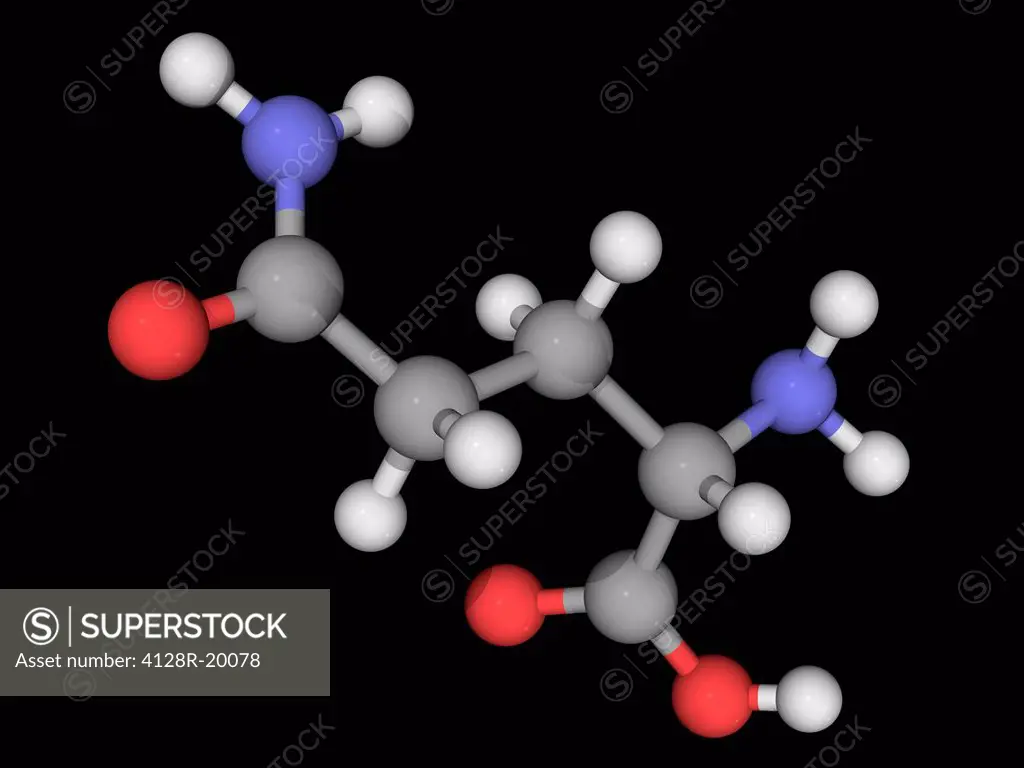 Glutamine, molecular model. One of the 20 amino acids encoded in DNA. Atoms are represented as spheres and are colour_coded: carbon grey, hydrogen whi...