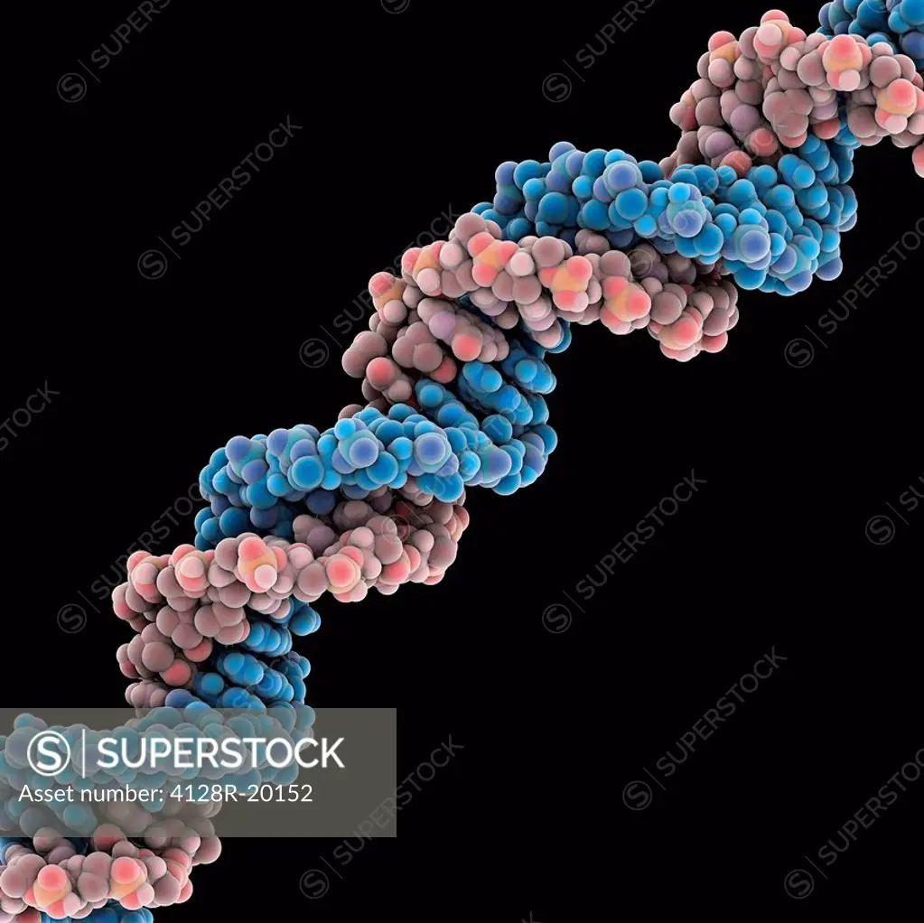 DNA molecule. Molecular model of DNA deoxyribonucleic acid.