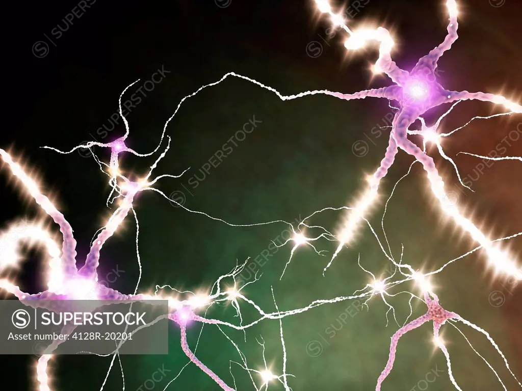 Nerve cells. Computer artwork of nerve cells or neurons firing.