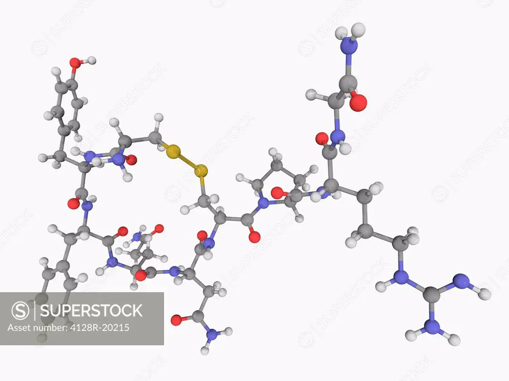 Vasopressin, molecular model. Neurohypophysial hormone found in most mammals, controlling the reabsorption of water molecules in the kidney tubules. A...