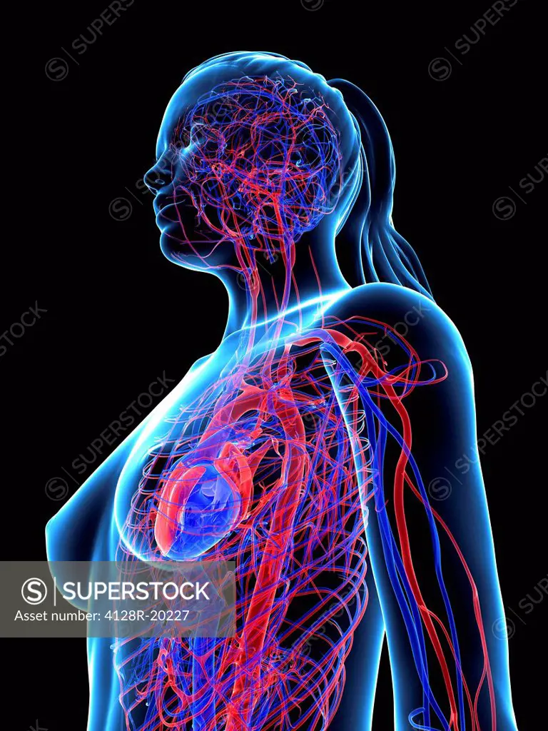 Cardiovascular system, computer artwork.