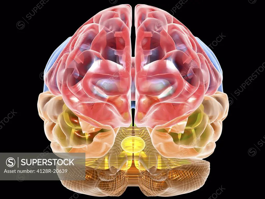 Human brain anatomy, artwork