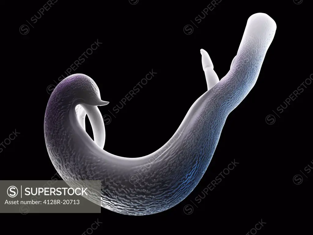 Schistosome fluke, artwork