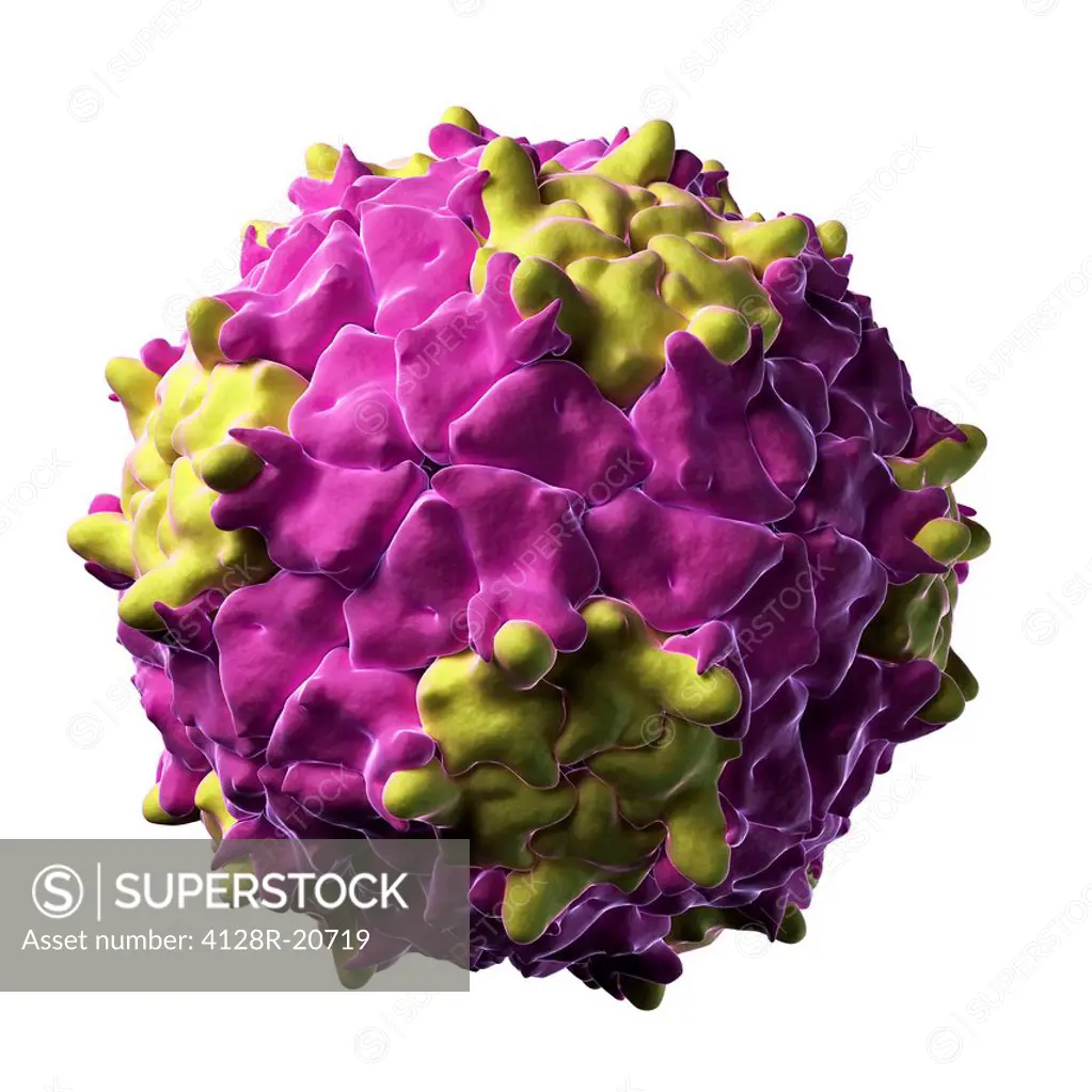 Triatoma virus particle