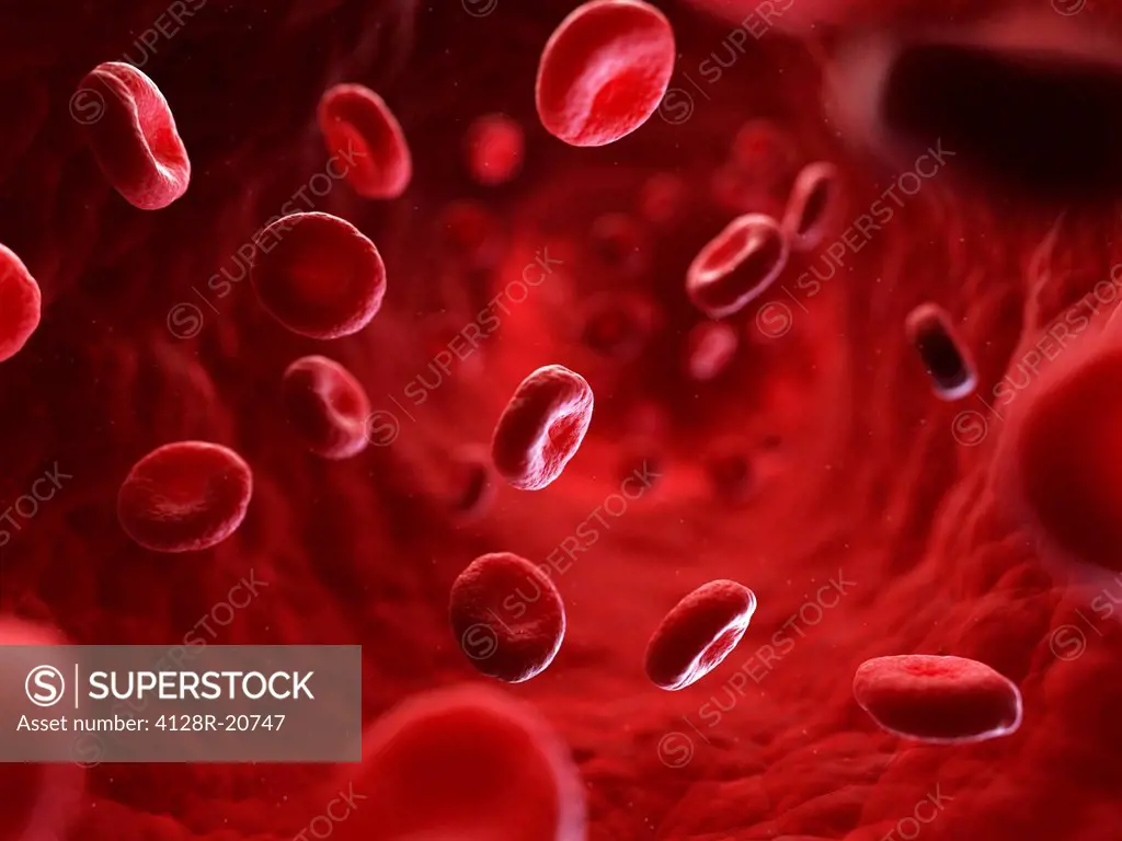 Red blood cells, artwork