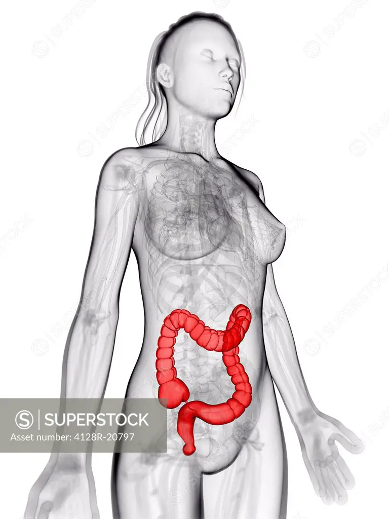 Healthy large intestine, artwork