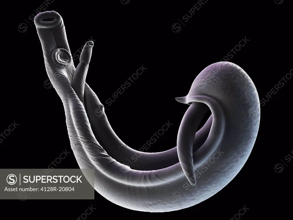 Schistosome fluke, artwork