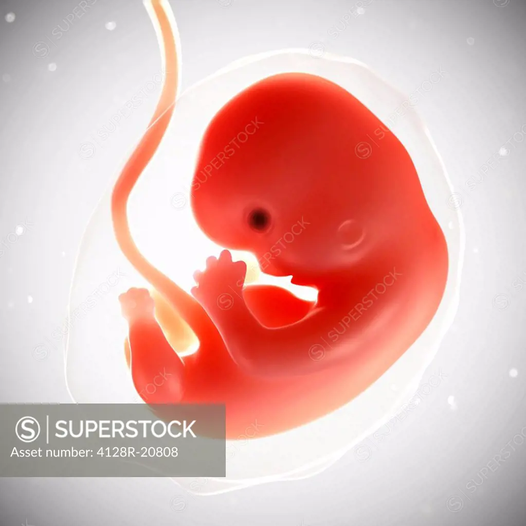Foetus at 7 weeks, artwork