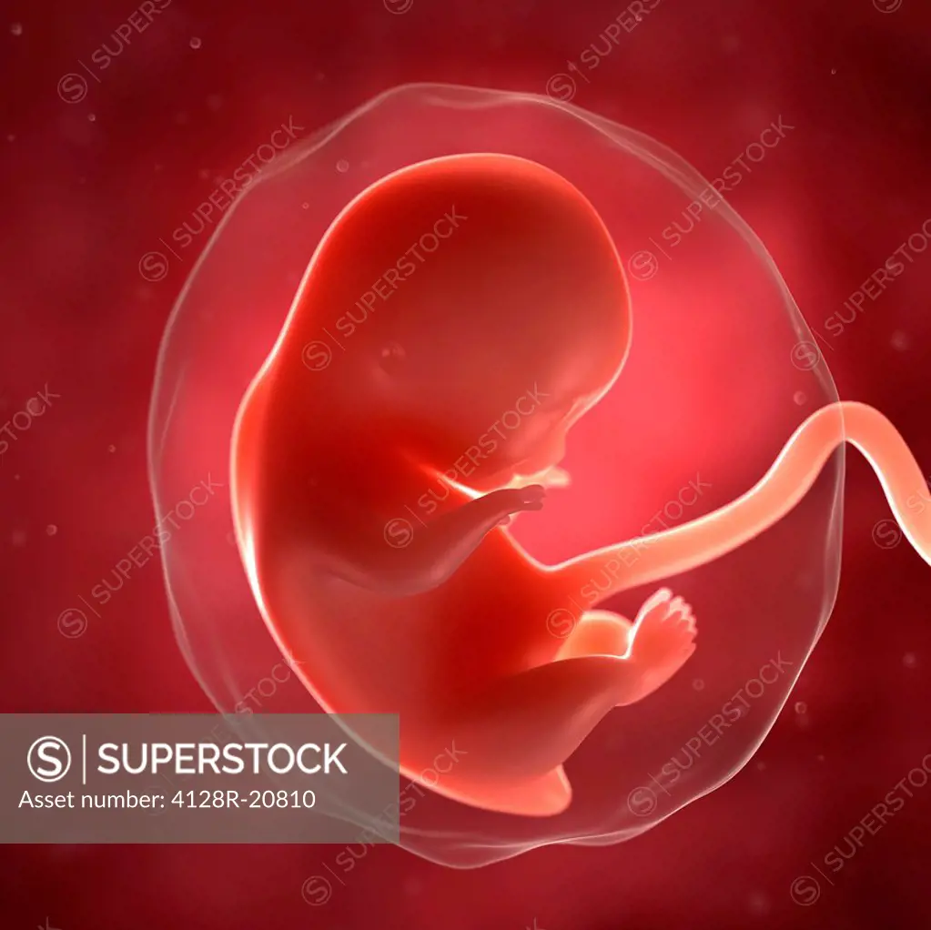 Foetus at 8 weeks, artwork