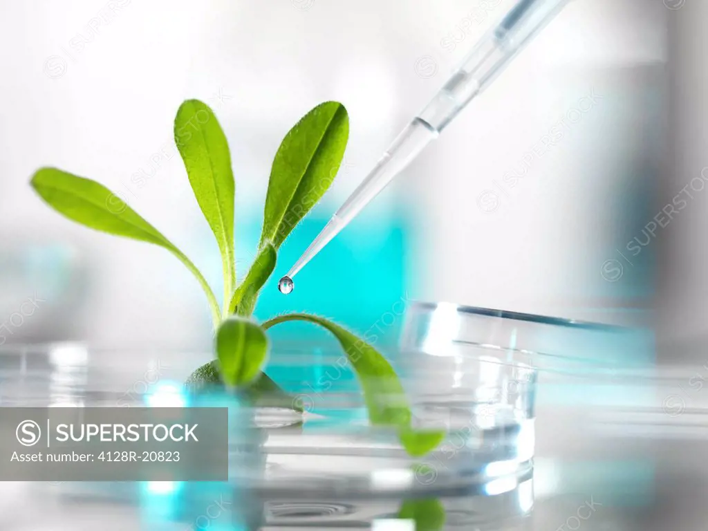 Plant research, conceptual image