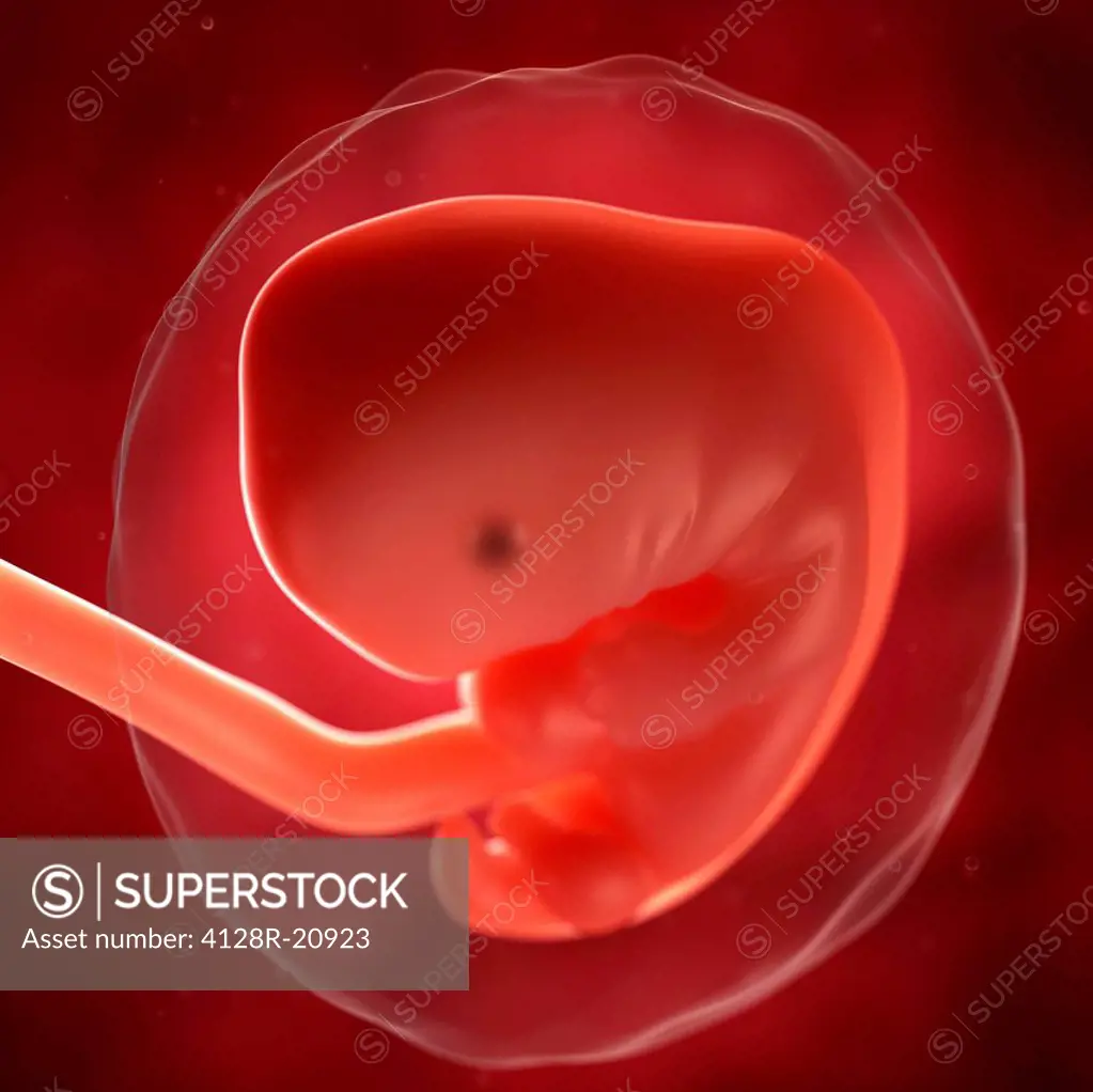 Foetus at 7 weeks, artwork