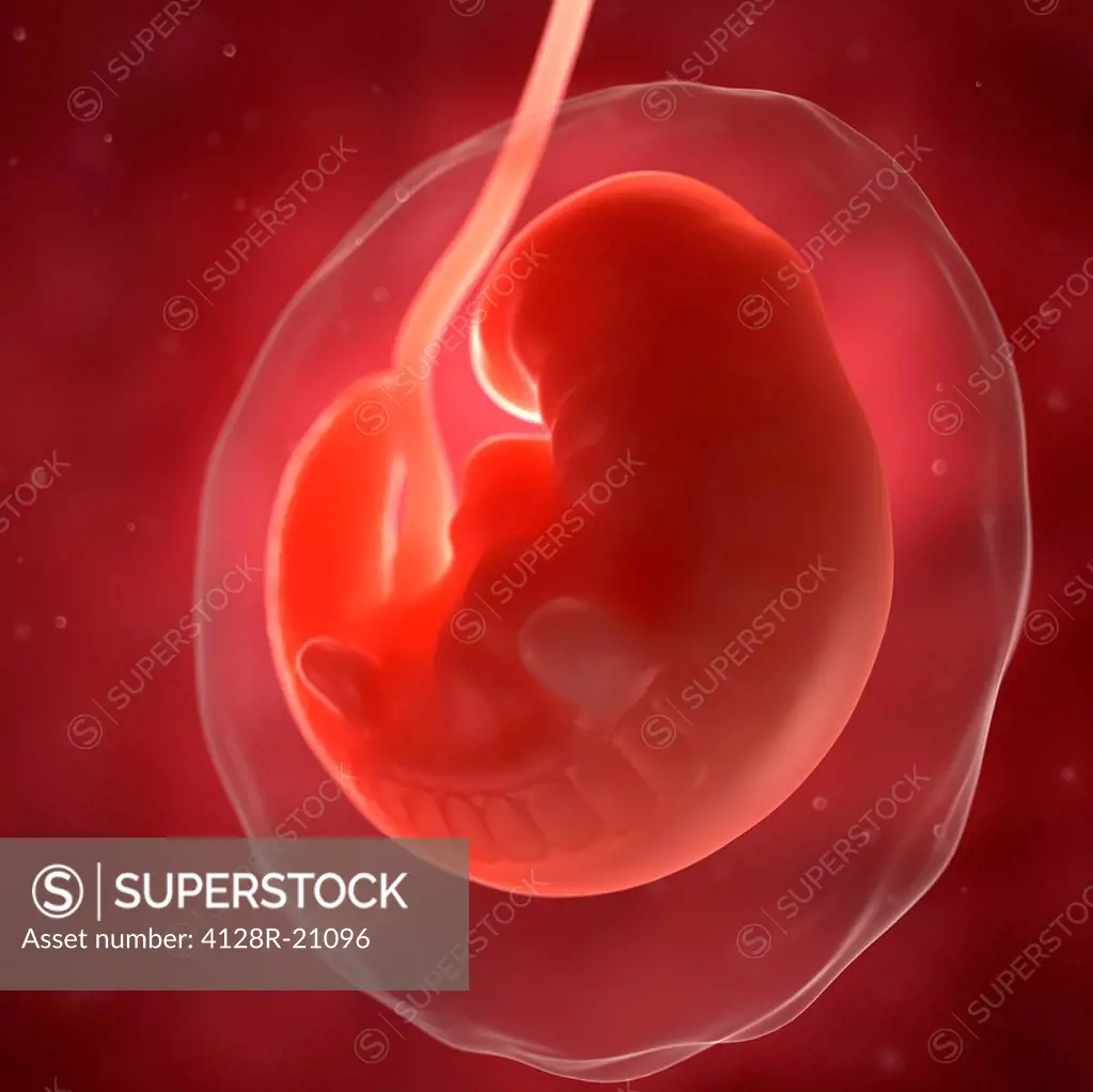 Foetus at 6 weeks, artwork