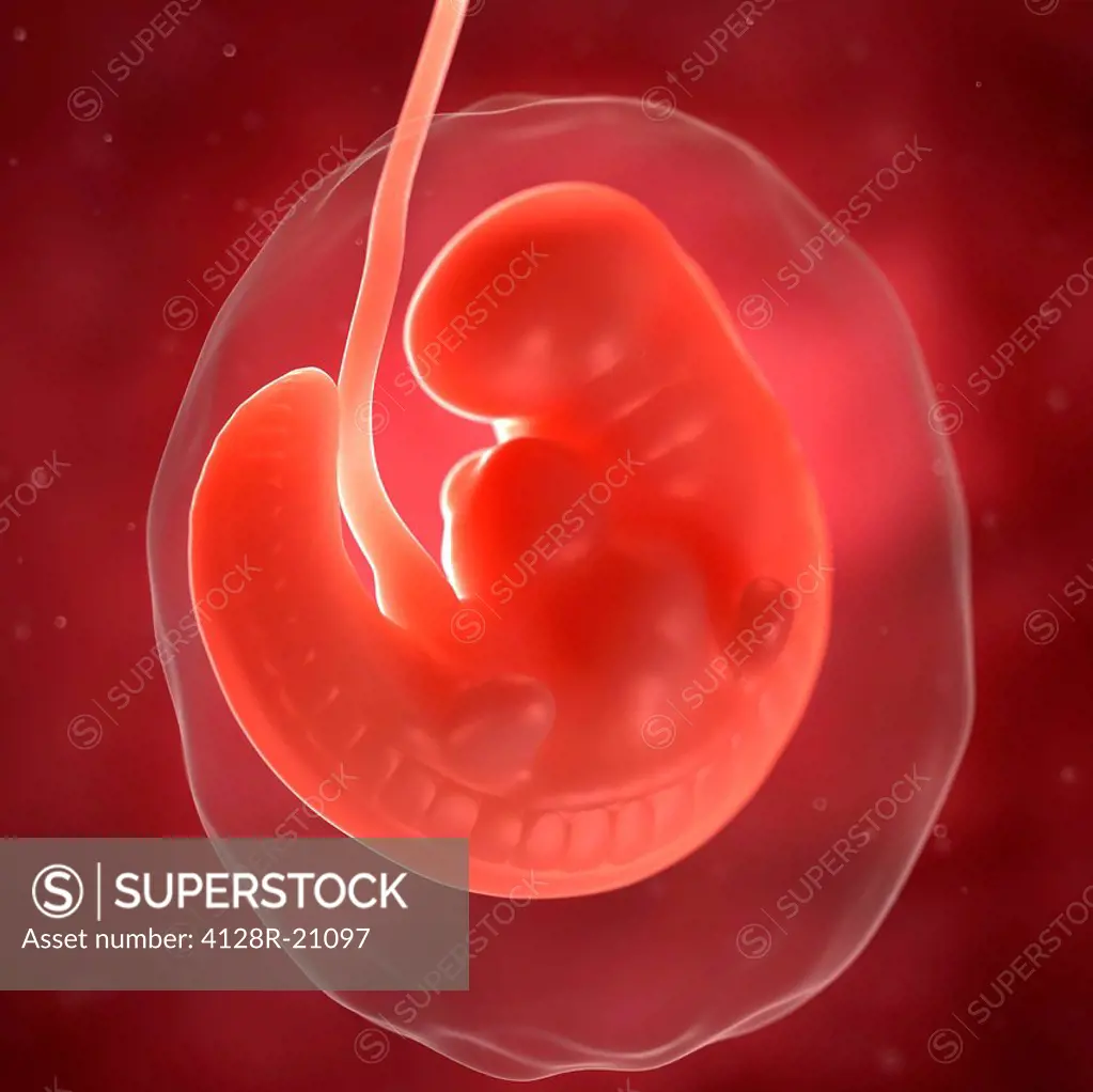 Foetus at 6 weeks, artwork