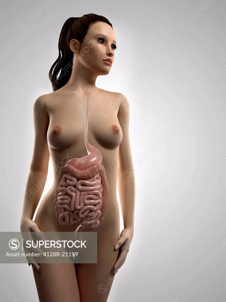 Healthy digestive system, artwork