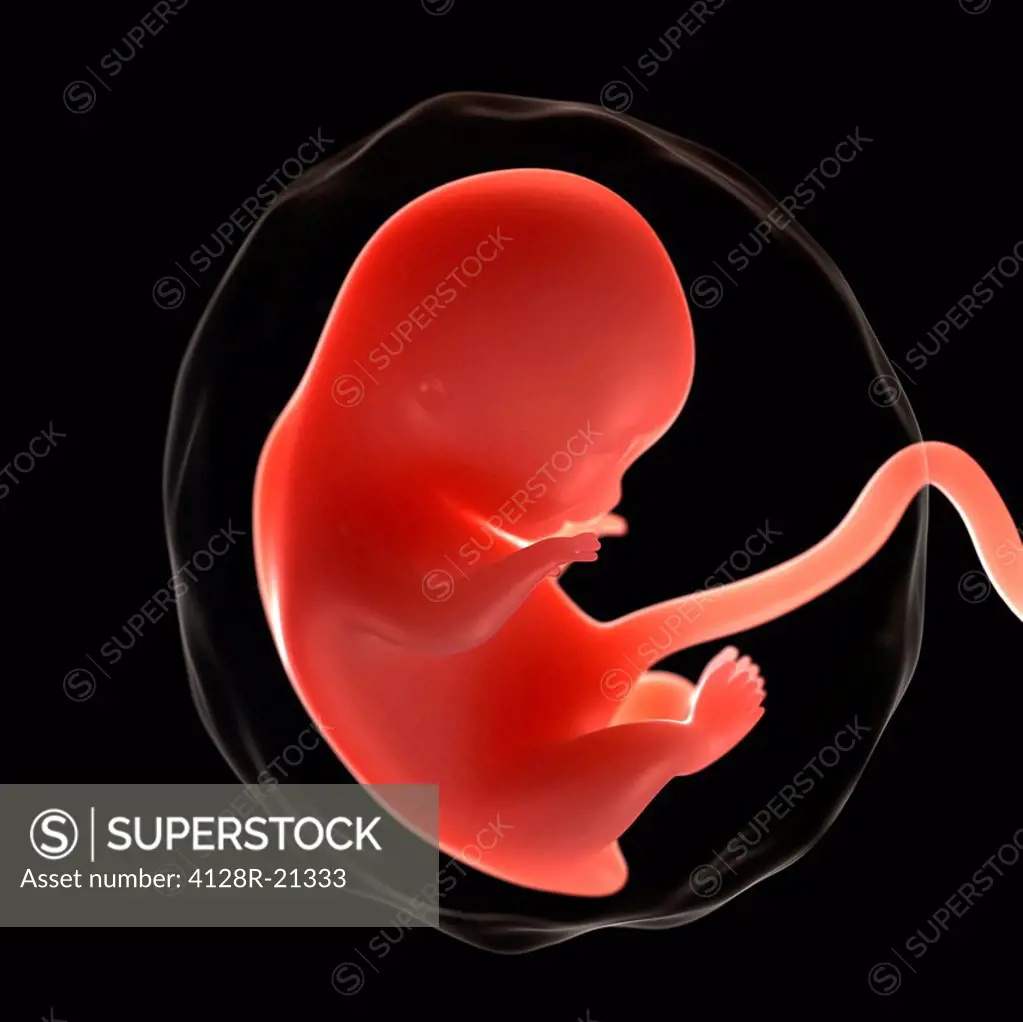 Foetus at 8 weeks, artwork