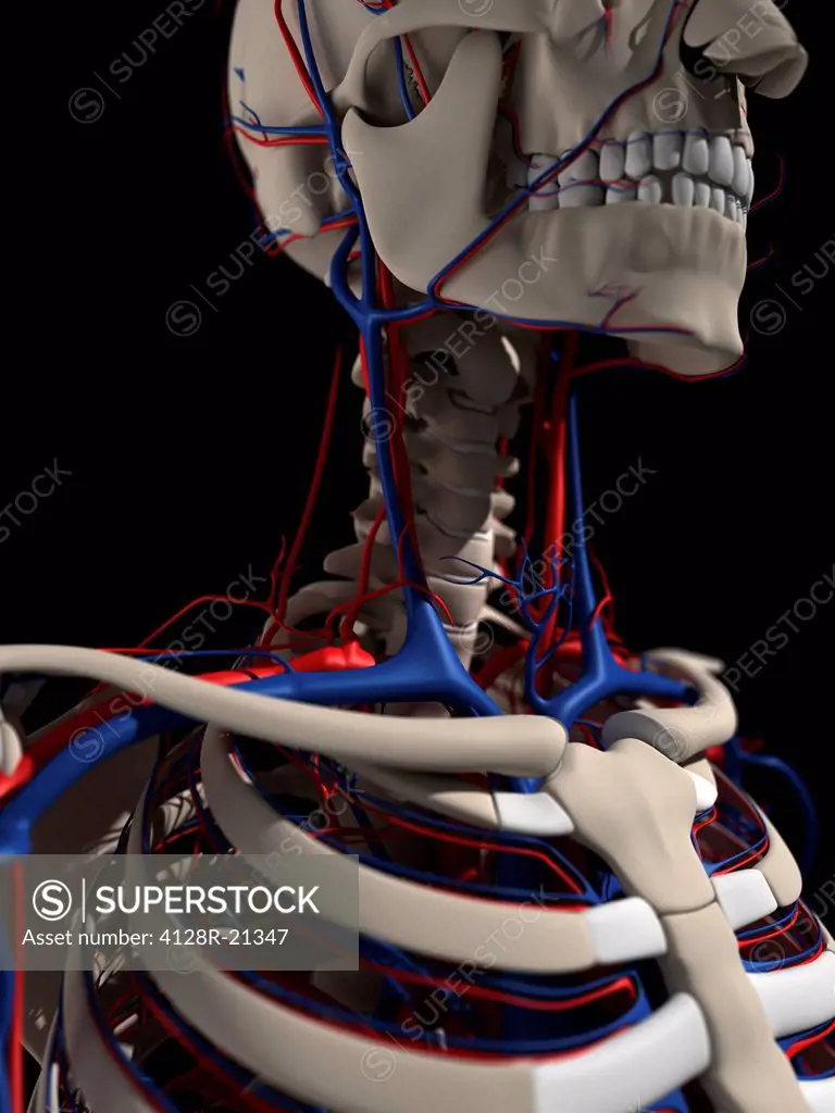 Human anatomy, artwork