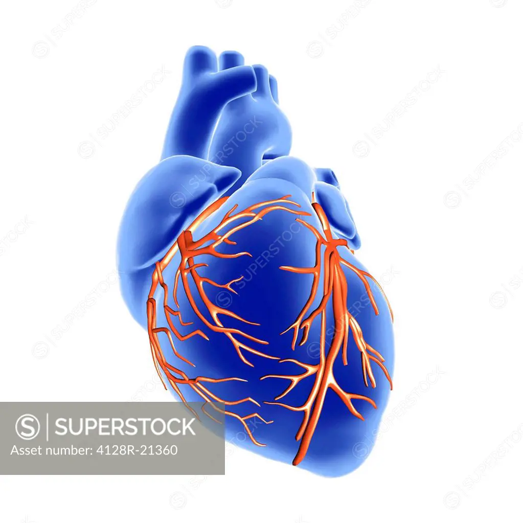 Heart and coronary arteries, artwork