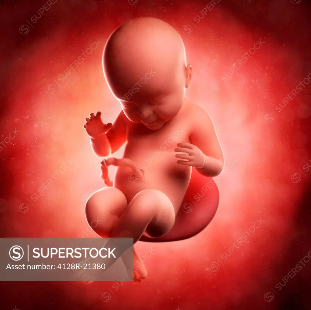 Foetus at 40 weeks, computer artwork.