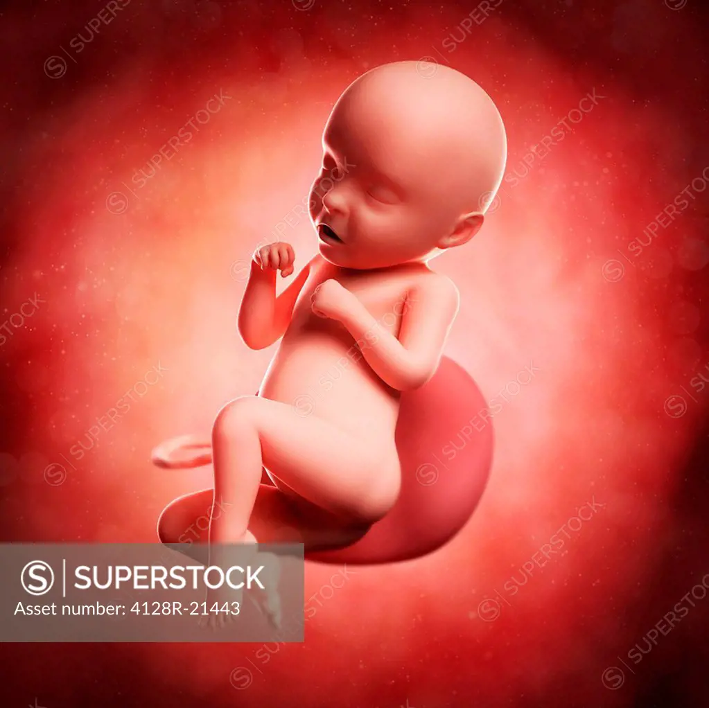 Foetus at 31 weeks, computer artwork.